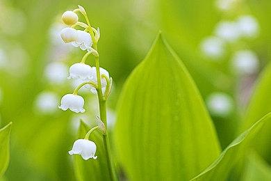 《碧蓝幻想Versus：崛起》11月发售 另有免费版